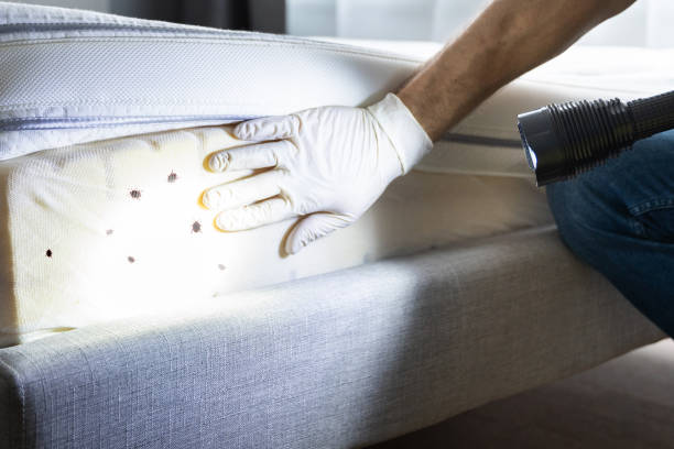 Best Flea Control Services  in Highland, AR