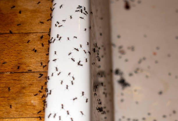 Best Insect Control  in Highland, AR