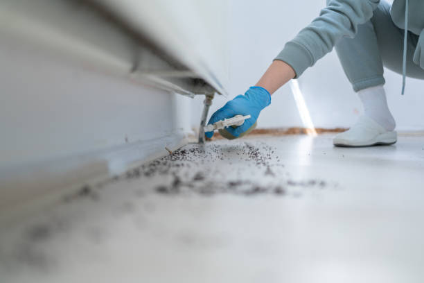 Best Ant Control Services  in Highland, AR